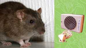 Ako urobiť ultrazvukový palec potkanov a myší s vlastnými rukami